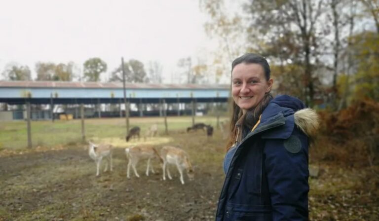 La Forêt impériale d’Oriane Ansel, à Bailleau-l’évêque, accueille une vingtaine de daims du zoo refuge la Tanière