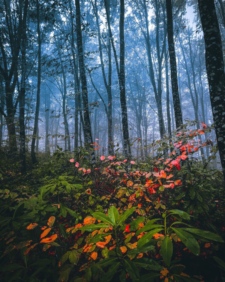 Journée découverte les Thérapies du Mieux-être